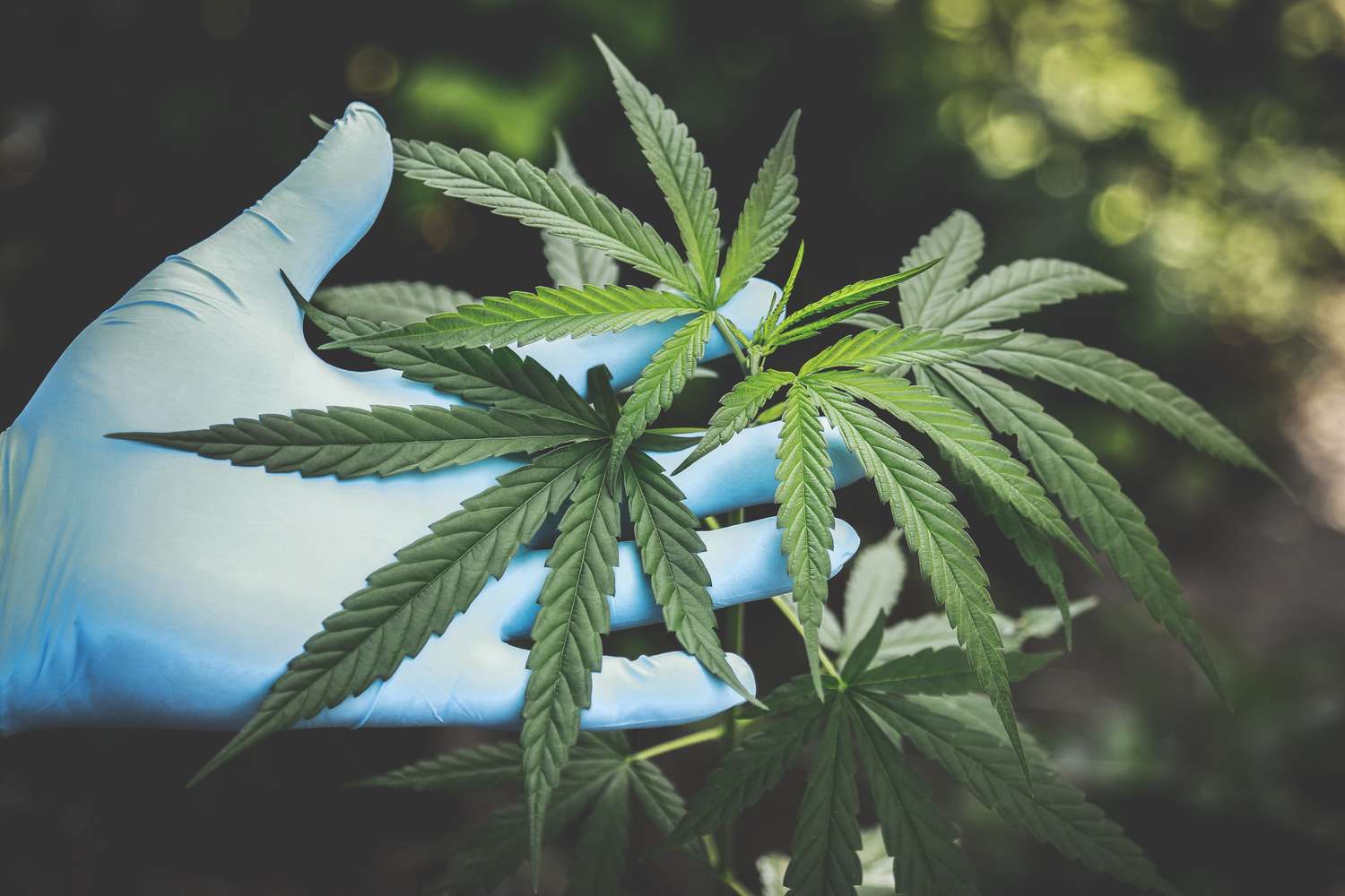 Enérgica defensa del uso medicinal del aceite cannabis