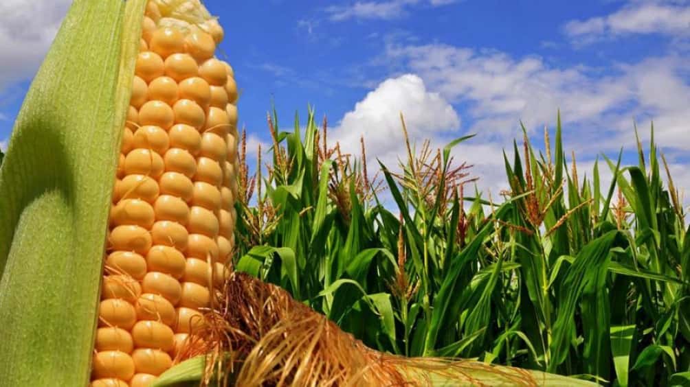 Anticipan mejores márgenes brutos para el maíz y prevén crecimiento del área sembrada