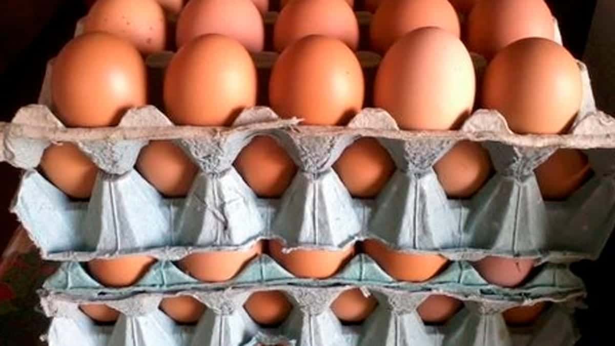 Importación de huevo: Una improvisación complicada