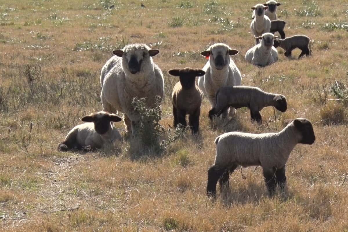 El Gobierno entrerriano fomentará por Ley las actividades ovina y caprina