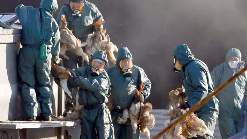 Cientos de miles de patos serán sacrificados por gripe aviar