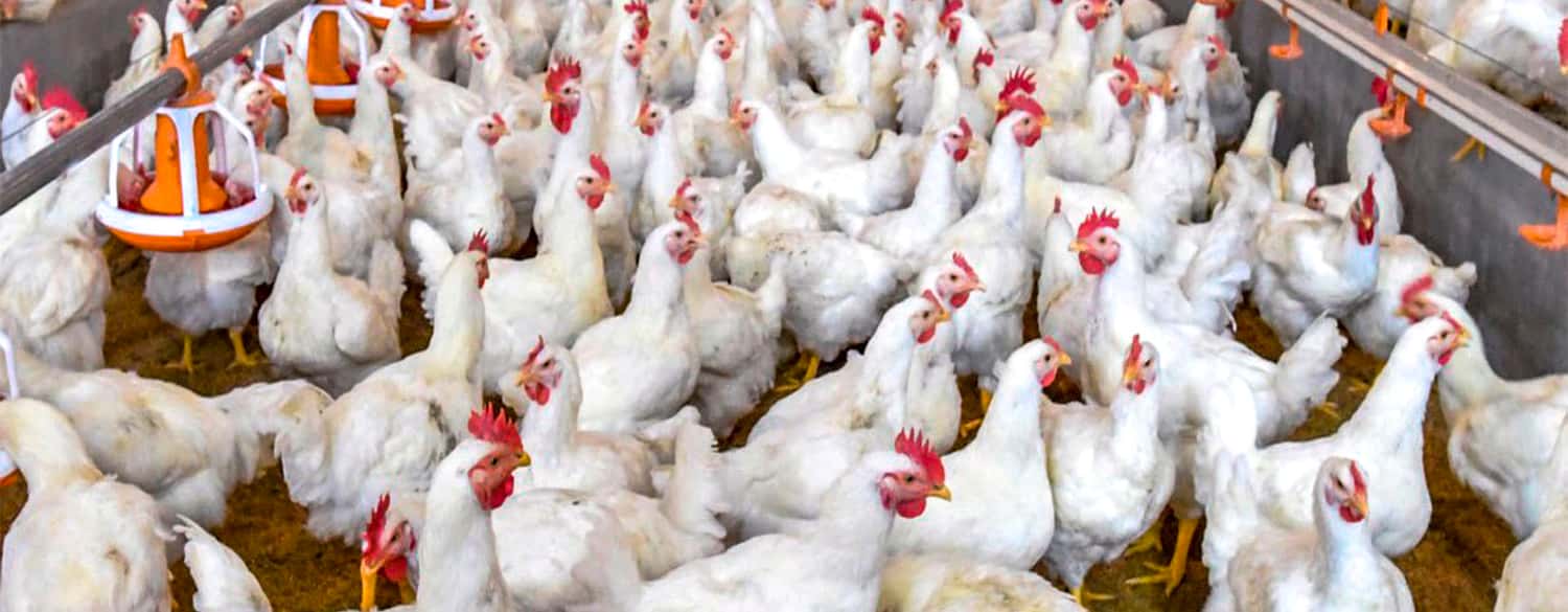 Preocupan los casos de gripe aviar en Asia y Europa