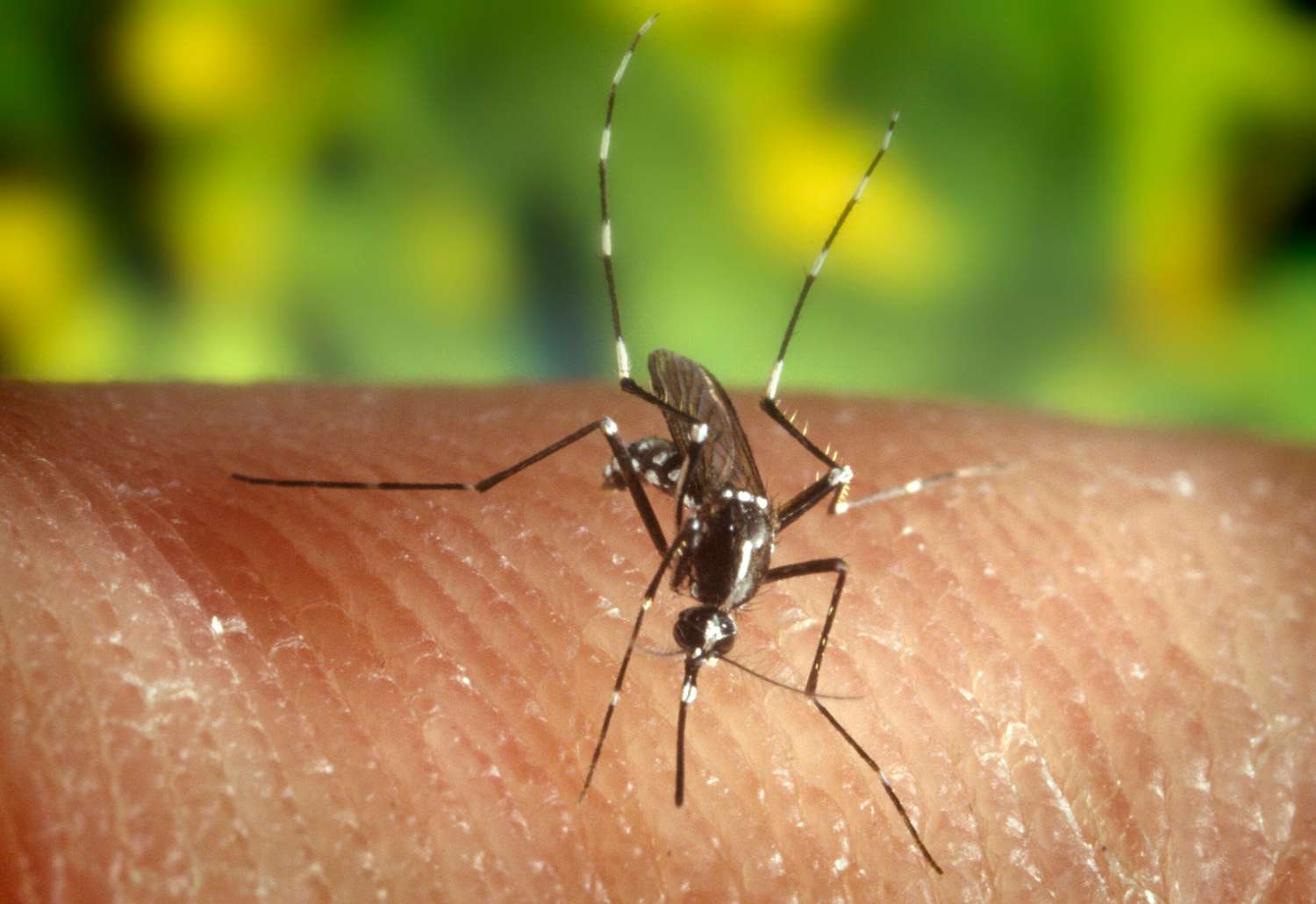 Una sequía prolongada seguida de intensas lluvias explican la invasión de mosquitos