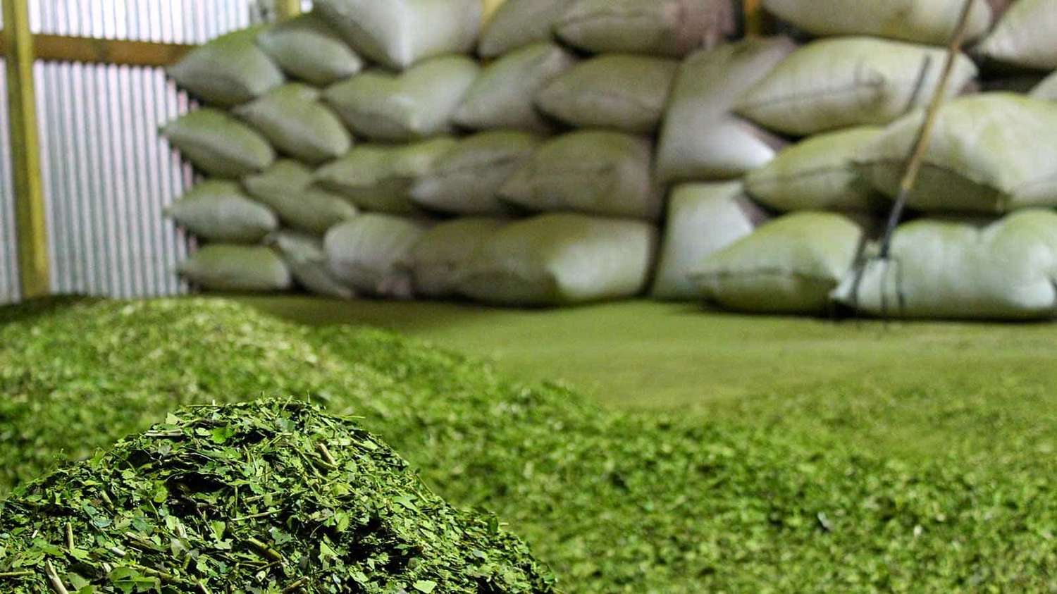 El consumo de yerba mate superó los 189 millones de kilos en 8 meses