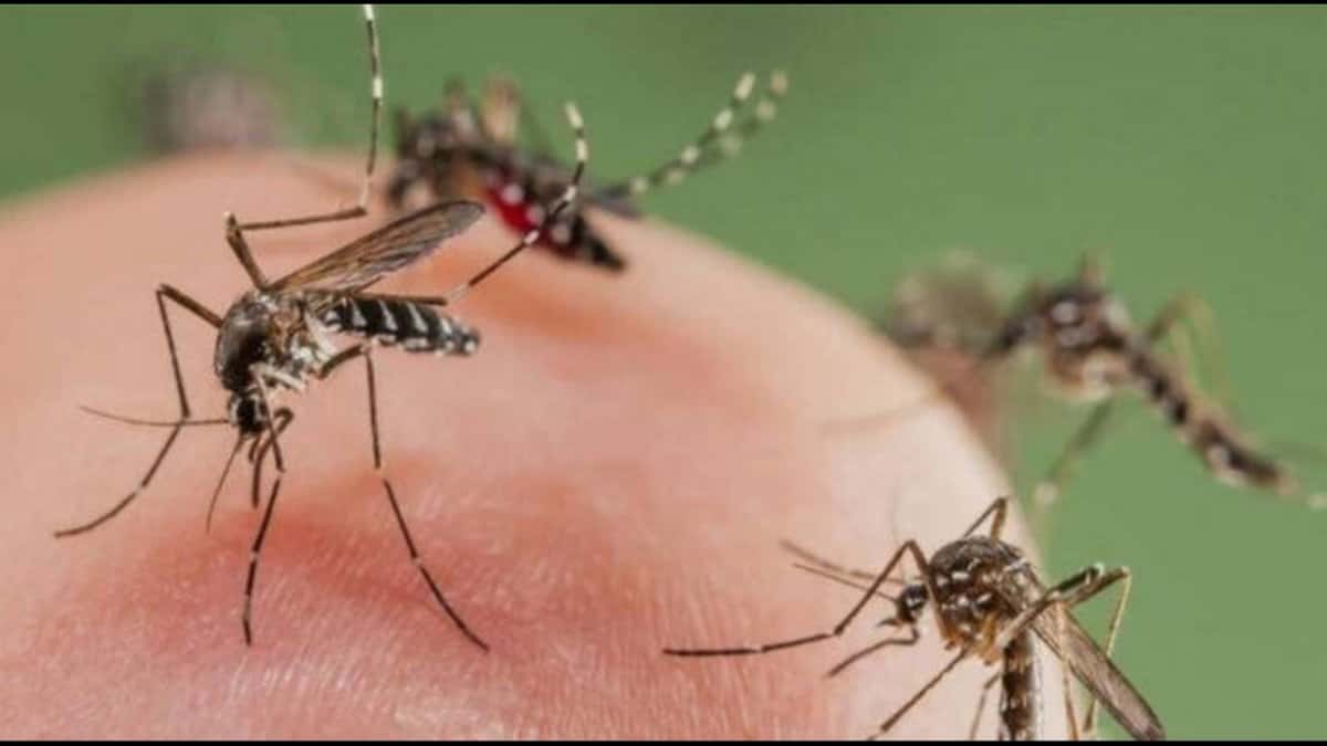 Porqué los mosquitos pican a algunas personas más que a otras