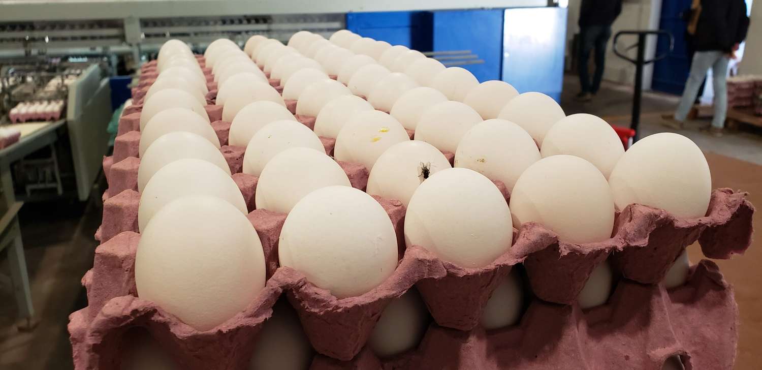 Productores de huevos en plena crisis de rentabilidad