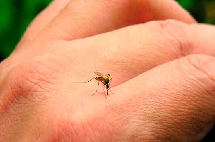 Nos han invadido los mosquitos comunes y se diferencian del aedes aegypti