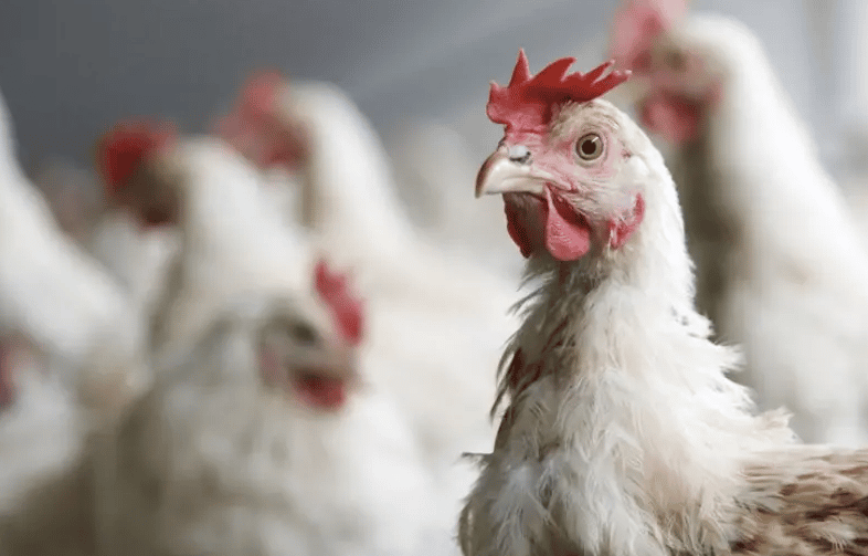 Senasa confirmó el primer caso de gripe aviar en Entre Ríos