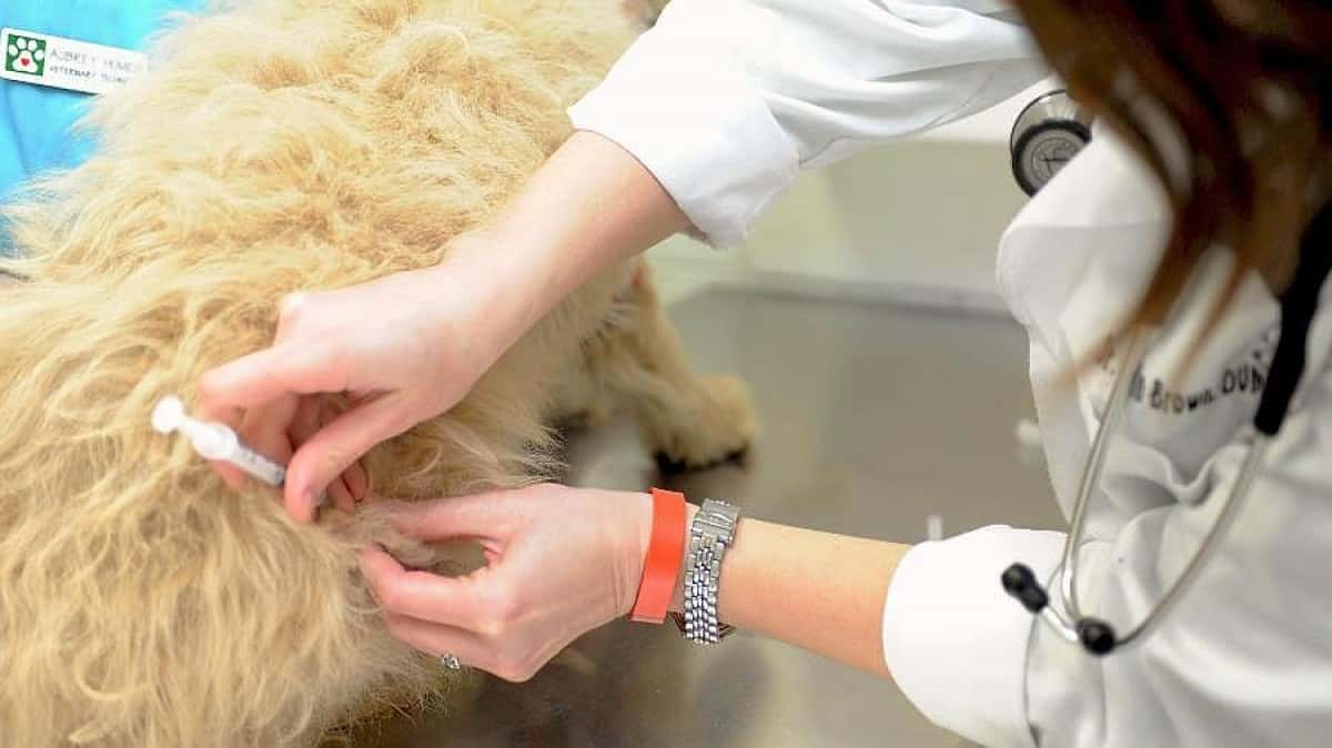 Rusia anuncia el registro de la primera vacuna contra el Coronavirus para animales