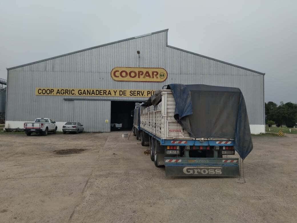 COOPAR se afianza en la exportación de semilla de Colza a Uruguay