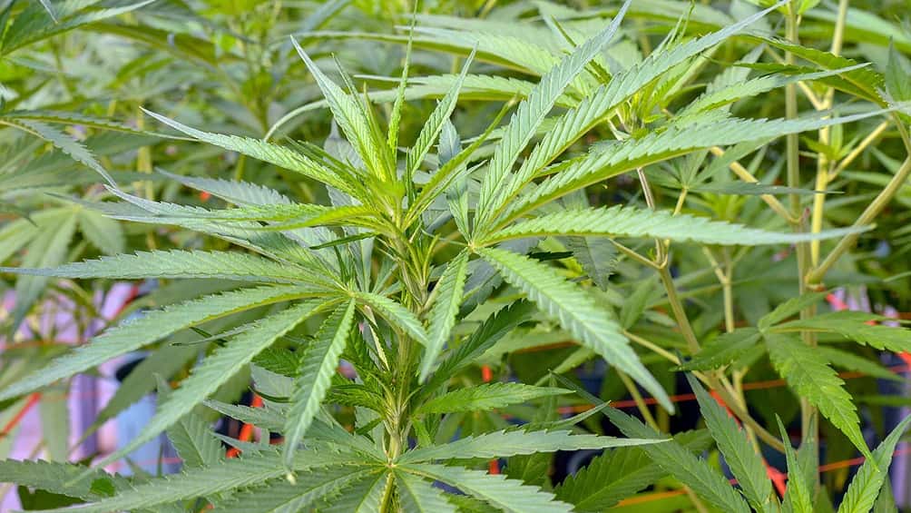 Autorizaron la inscripción de variedades de cannabis para uso medicinal