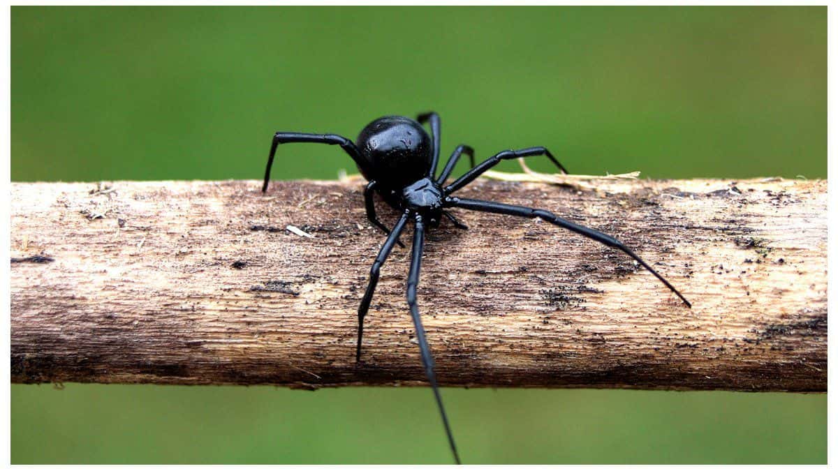 Dos tipos de arañas peligrosas son identificables en nuestra región