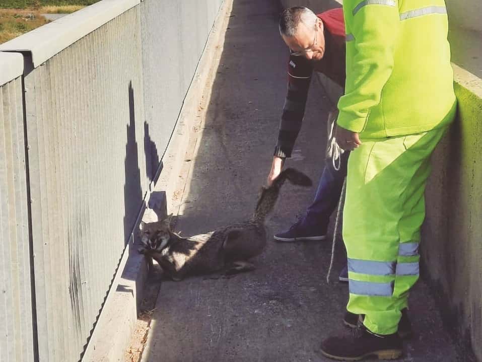 Un veterinario ayudó a un zorro herido en el puente Victoria Rosario