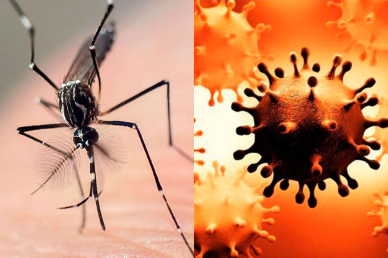 Científicas argentinas buscan detectar casos de infectados con dengue y coronavirus
