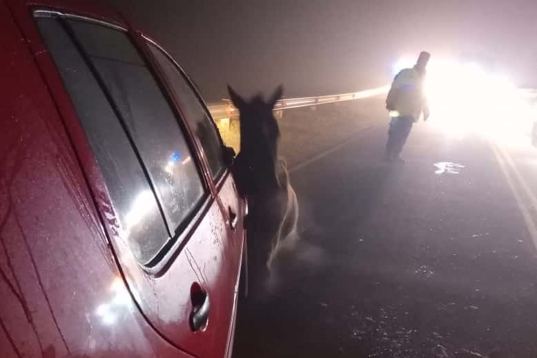 Policía fue hospitalizado tras chocar un caballo en la Ruta 11