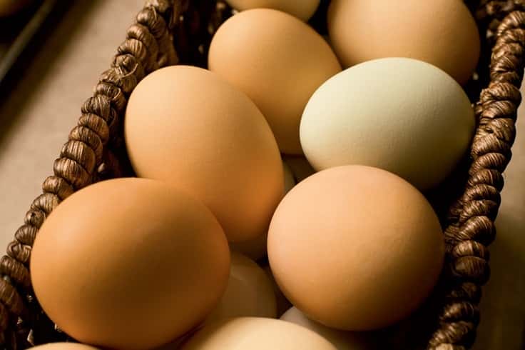 Entre Ríos exporta a Chile huevo en cáscara de “gallina libre”