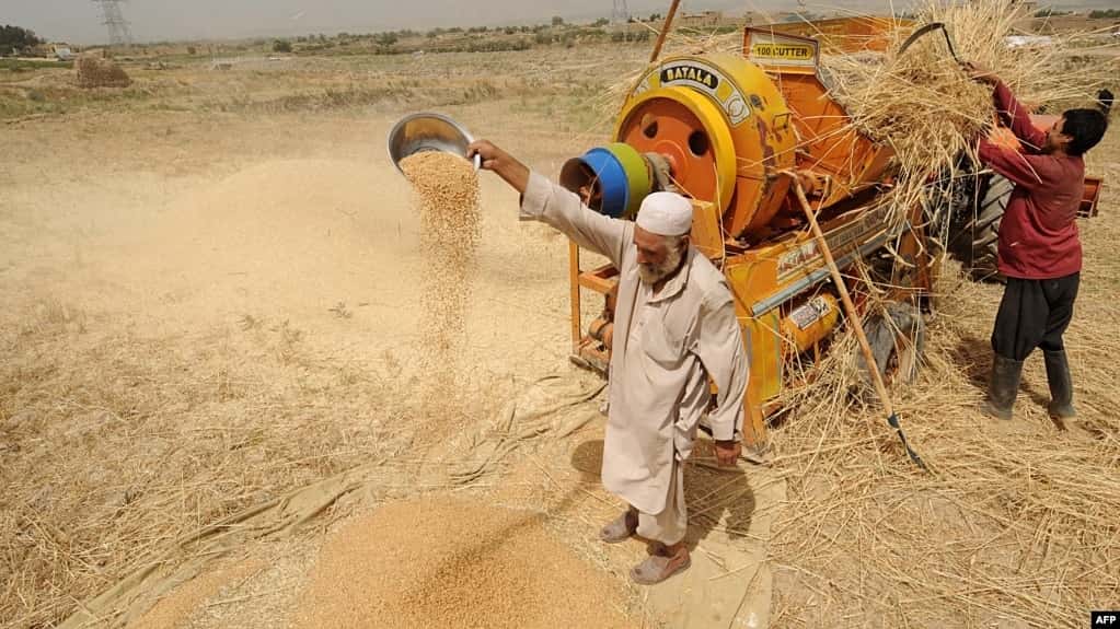FAO: Afganistán se enfrenta a una inminente hambruna