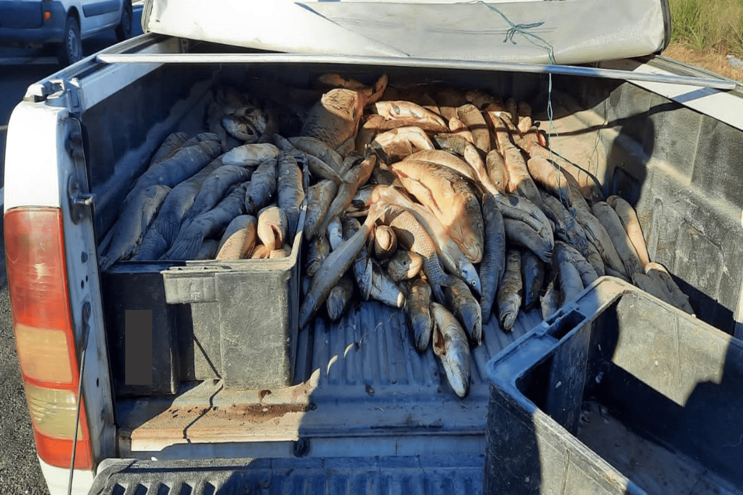 Se interceptó una camioneta que trasladaba 600 kilos de pescado de forma irregular