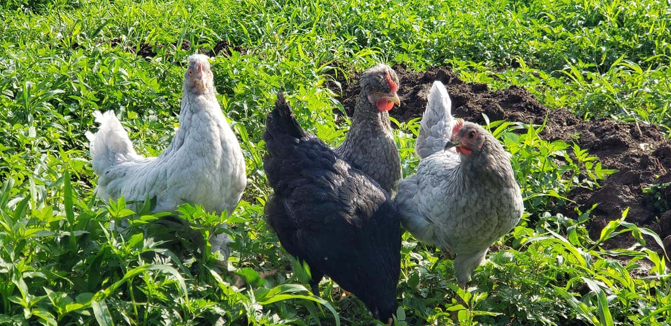 Cada vez más empresas argentinas compran huevos de gallinas libres de jaulas