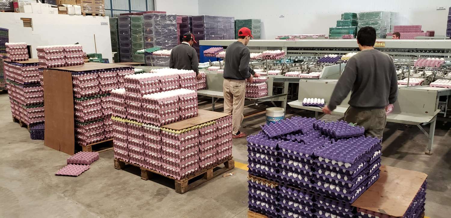 Entidades de consumidores buscan apoyo para una ley de etiquetado de huevos