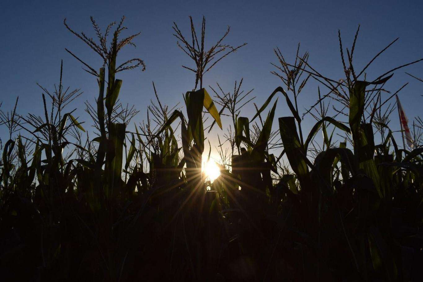 Afirman que en algunas localidades de Entre Ríos la pérdida del maíz es total