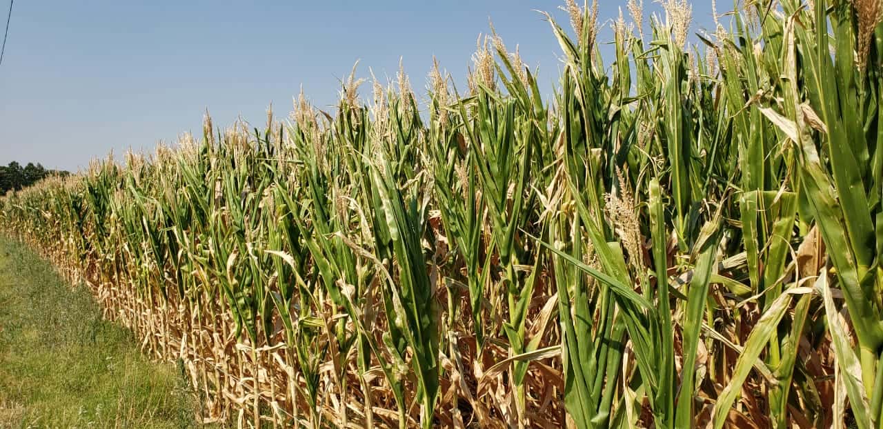 Nuevo récord en Entre Ríos de siembra de maíz de primera