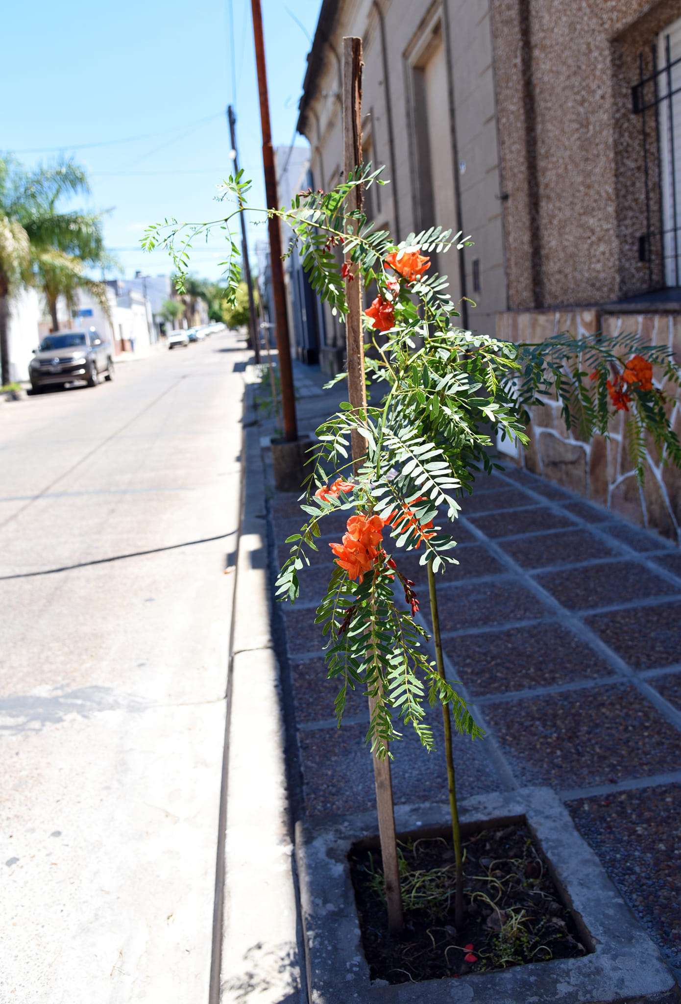 En Concepción del Uruguay ya se plantaron 860 árboles