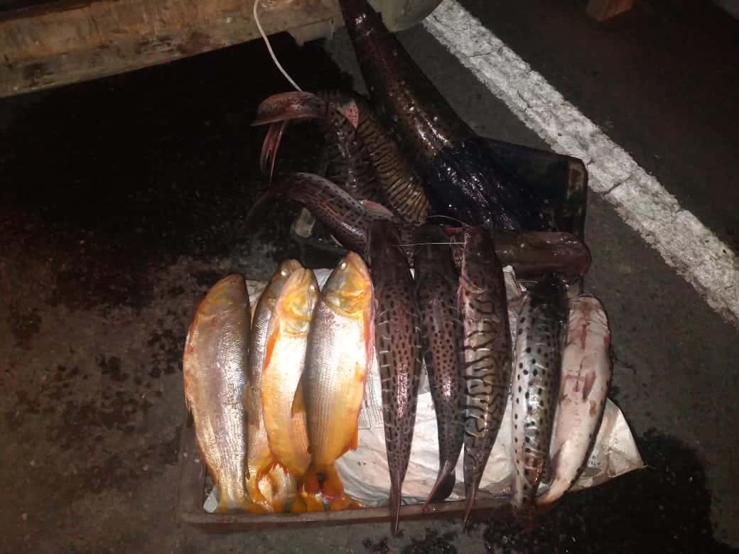 Incautan 250 kilos de pescados sin documentación legal