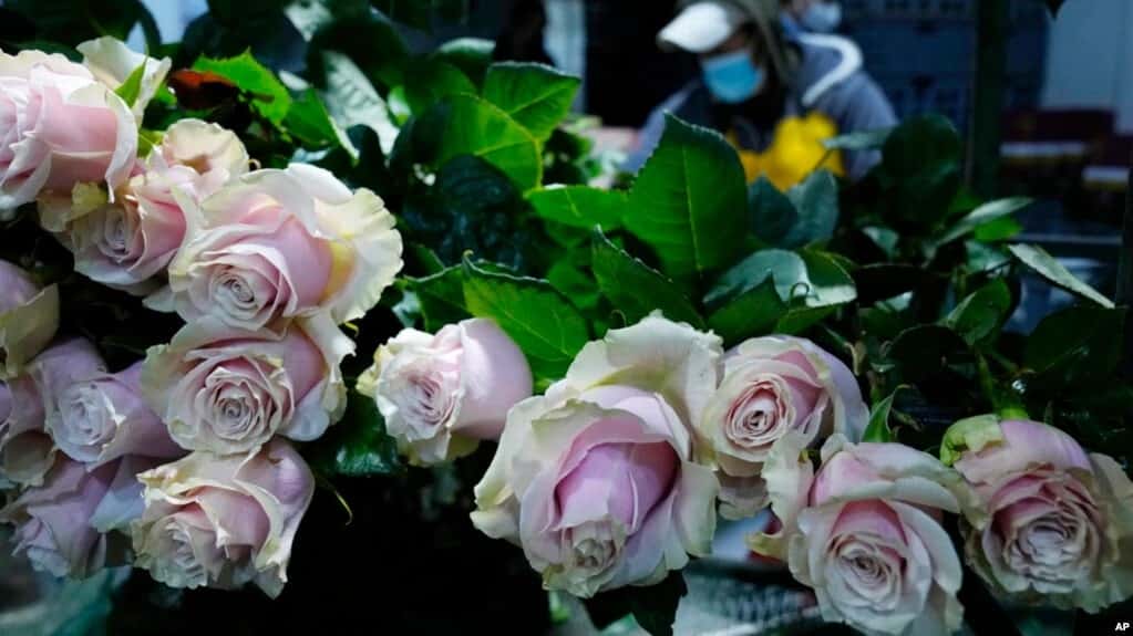 Toneladas de flores ecuatorianas no llegarán a San Valentín