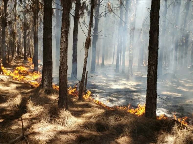 Piden efectividad en la detección temprana y el combate de incendios forestales