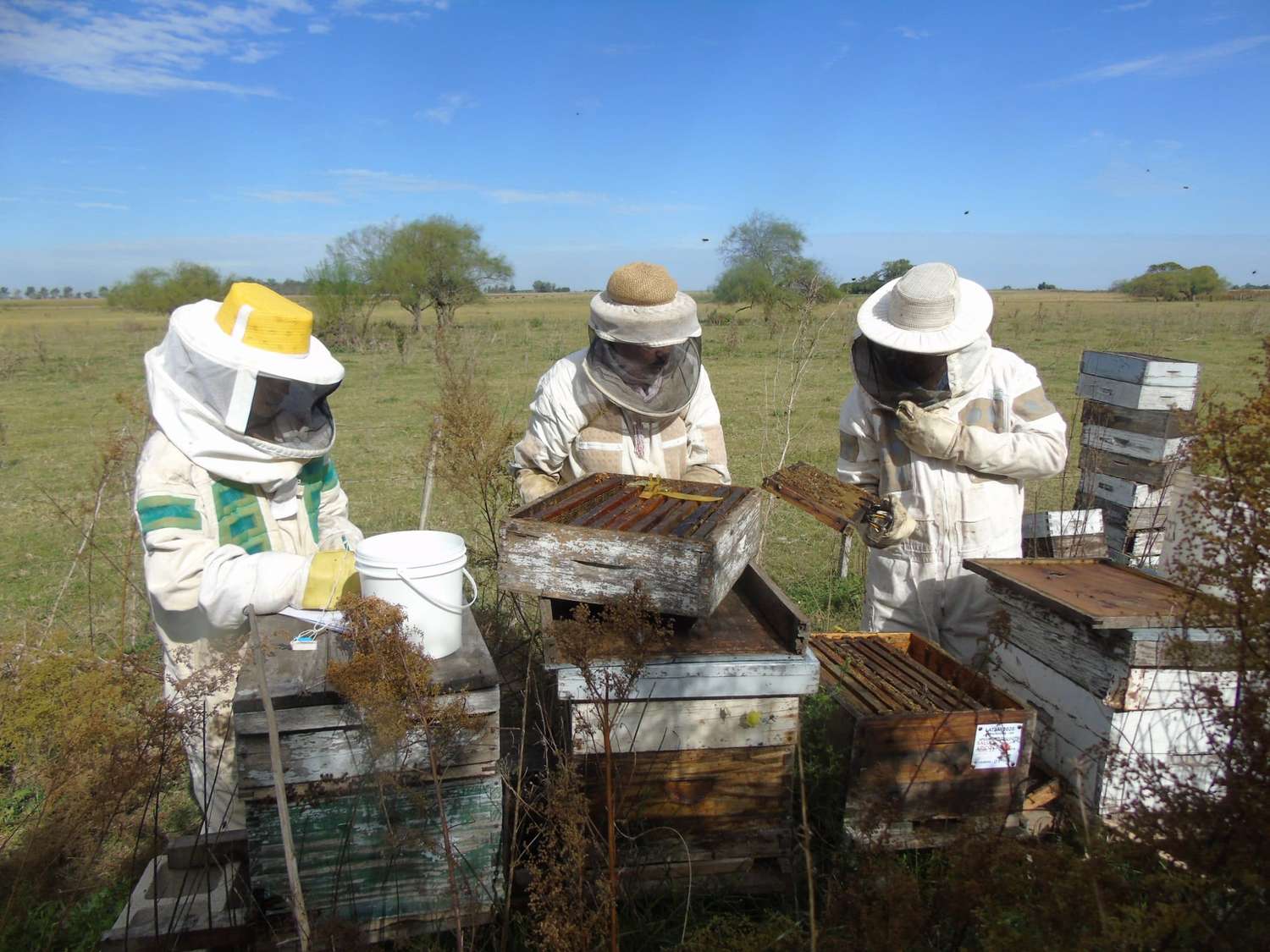 La apicultura genera trabajo para 10 mil familias en Entre Ríos