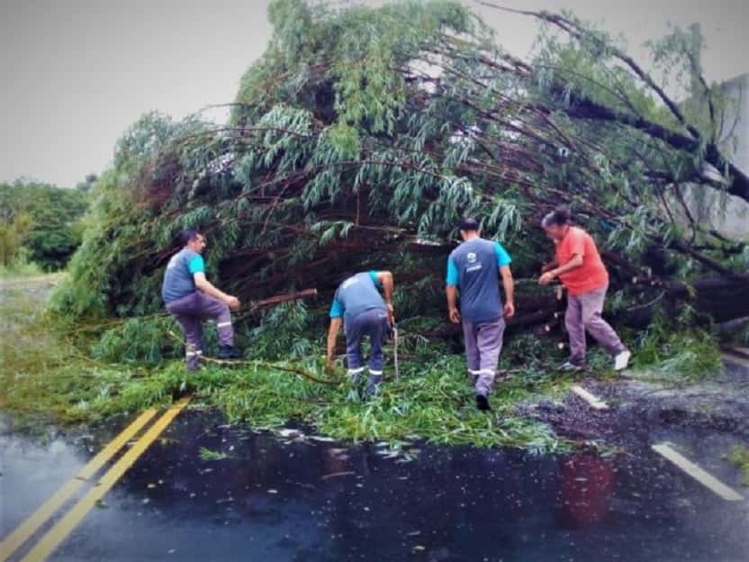 La tormenta dejó árboles y postes caídos y techos dañados en Paraná
