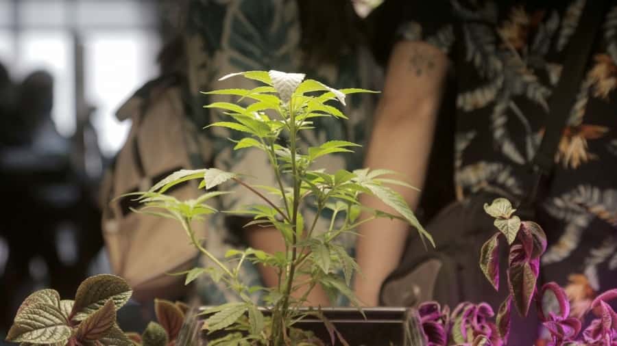 Cuáles son las nuevas condiciones para el autocultivo de cannabis medicinal