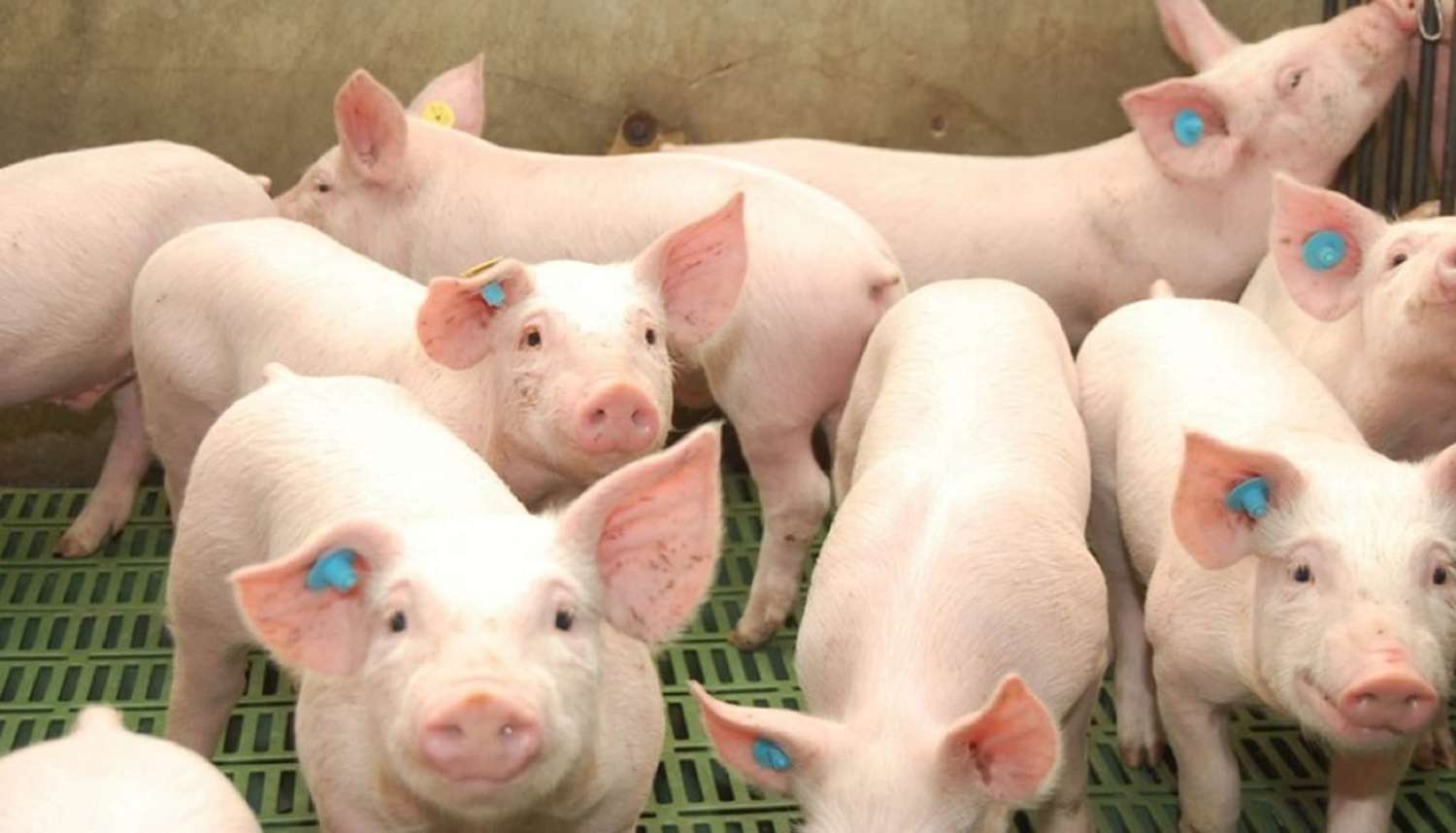 Crece en forma sostenida la producción de porcinos en Entre Ríos