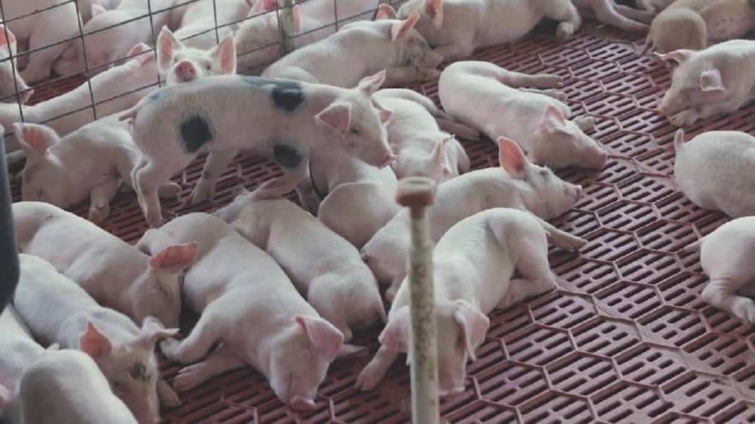Productores de cerdo volvieron a advertir al Gobierno por el aumento de las importaciones