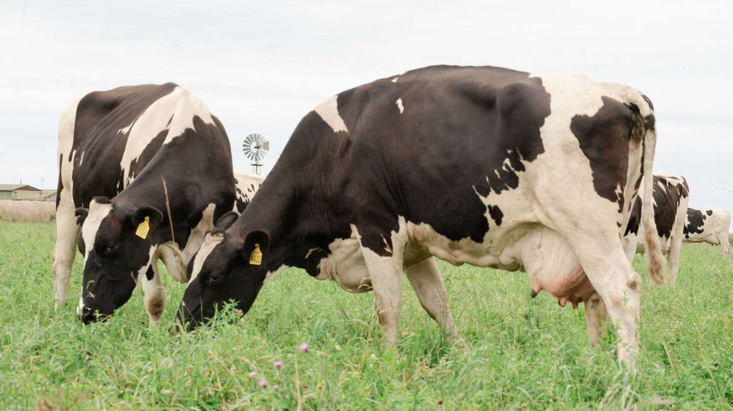 Entre Ríos aporta el 3,6 por ciento de la producción nacional de leche