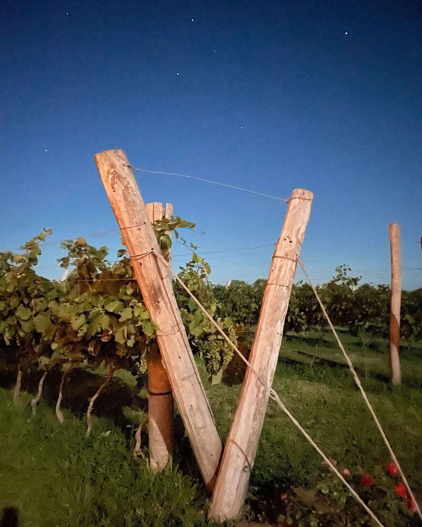 Vitivinicultura entrerriana: Ya son más de 70 los viñedos de la “renaciente” actividad