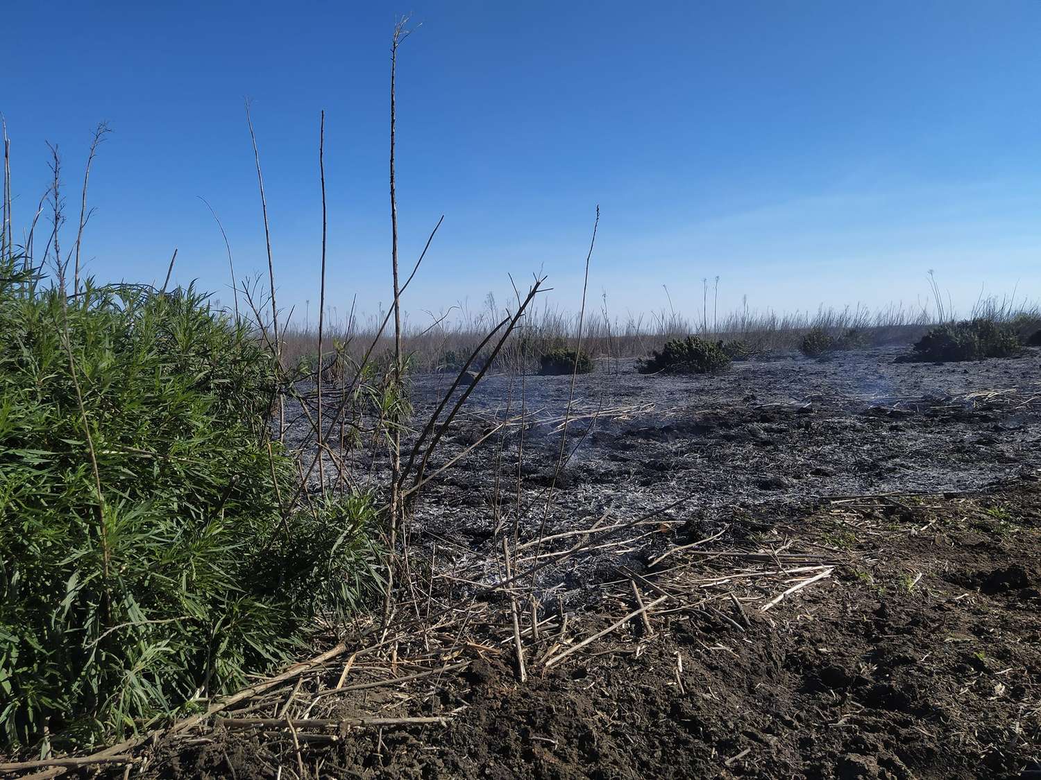 Proponen declarar al Delta del Paraná «zona de desastre natural» por los incendios