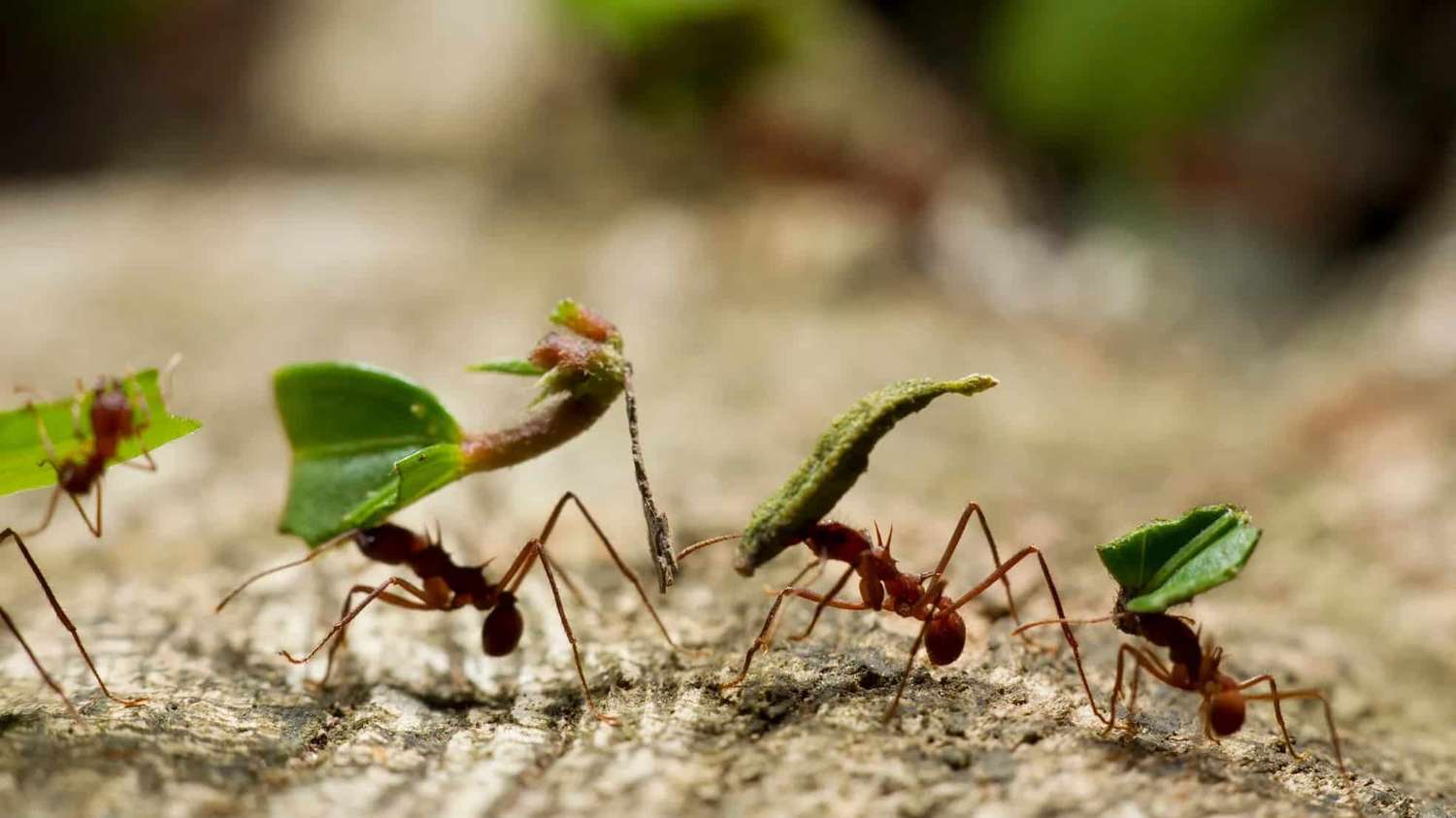 Científicos concluyeron que hay 2,5 millones de hormigas por cada humano en el planeta