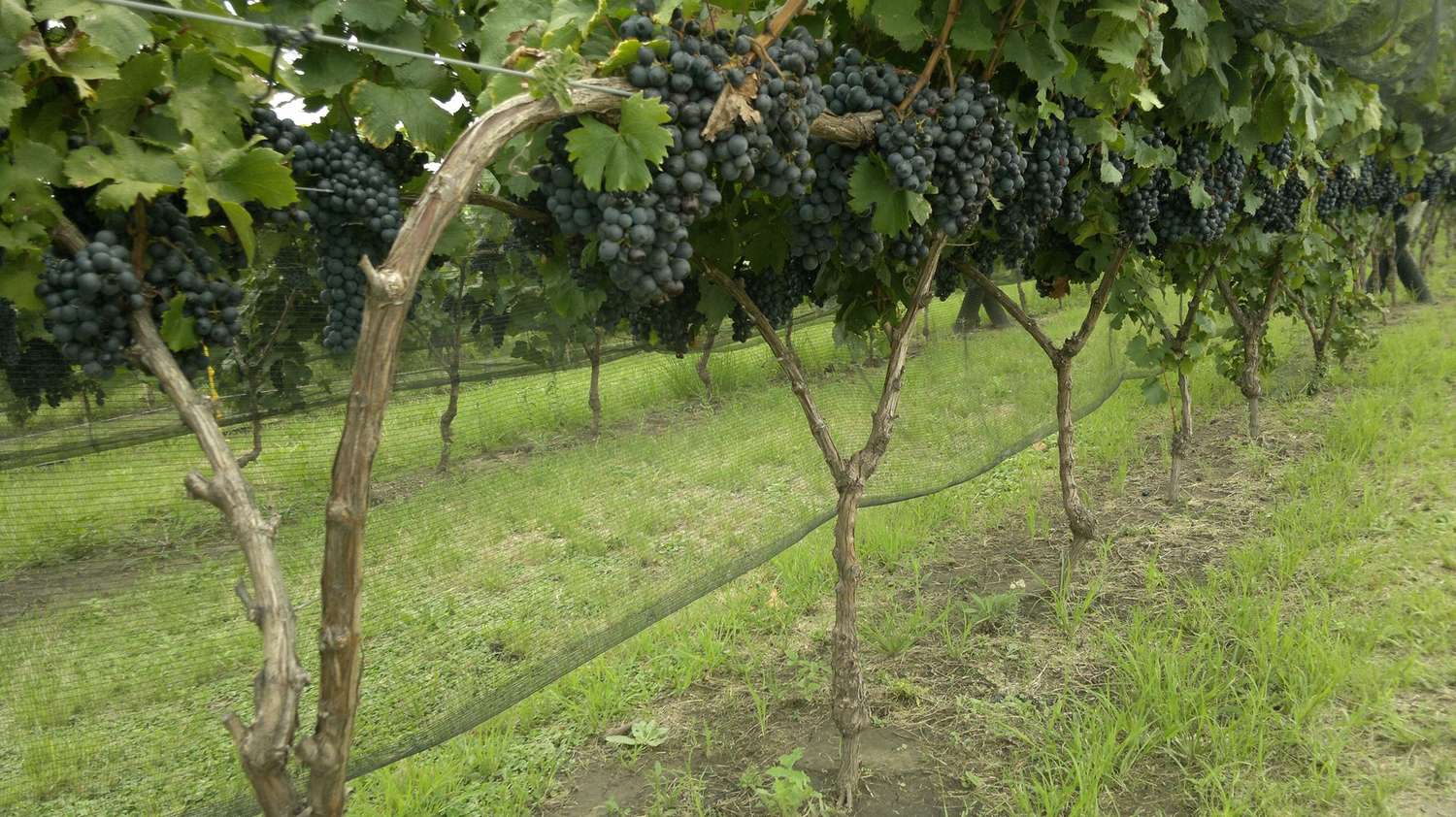 Enología sustentable: buscan emplear los sarmientos de poda en la elaboración de los vinos