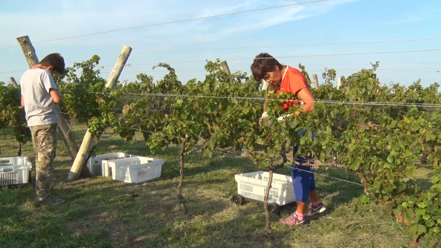 Se viene otra edición de ‘Entre Ríos Entre Viñas’, para promover el turismo vitivinícola