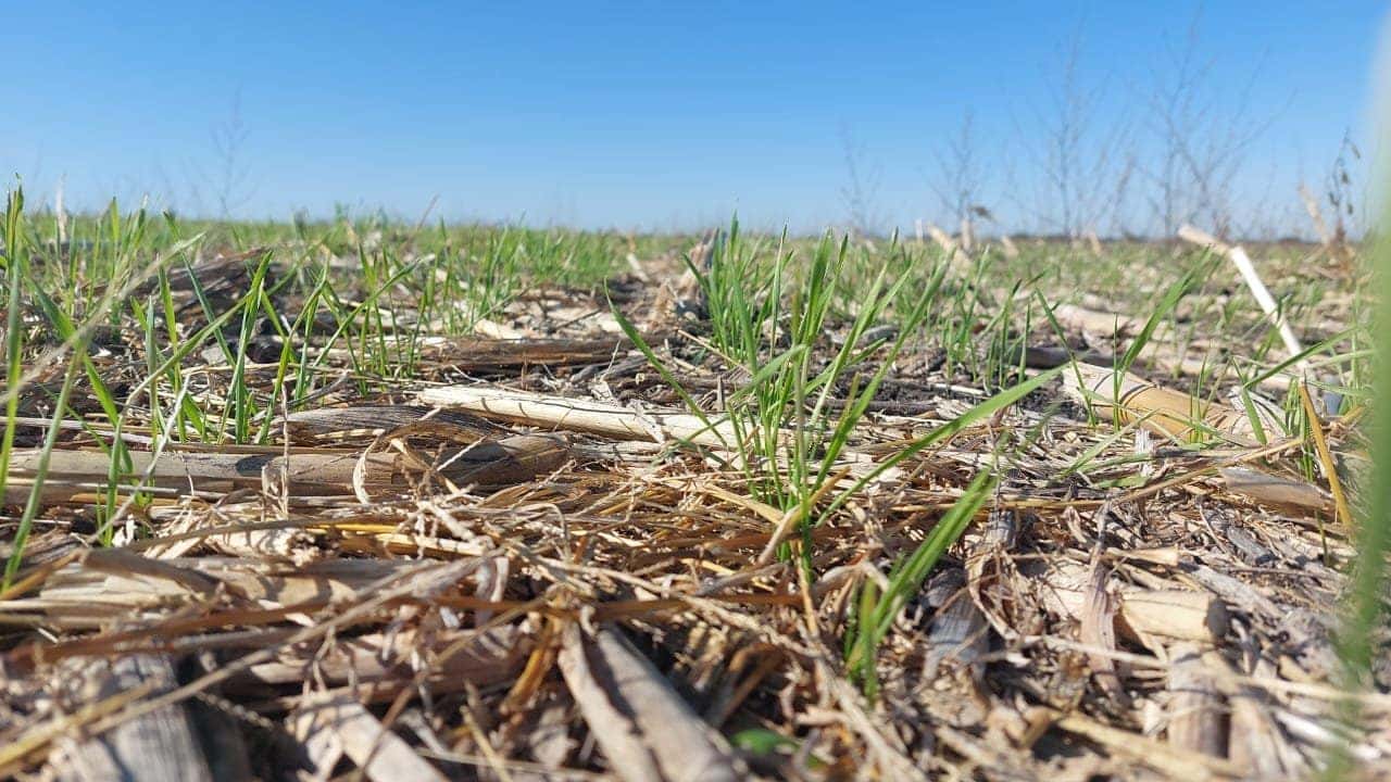 La Bolsa de Cereales advirtió sobre “complicaciones” en las siembras por falta de lluvias