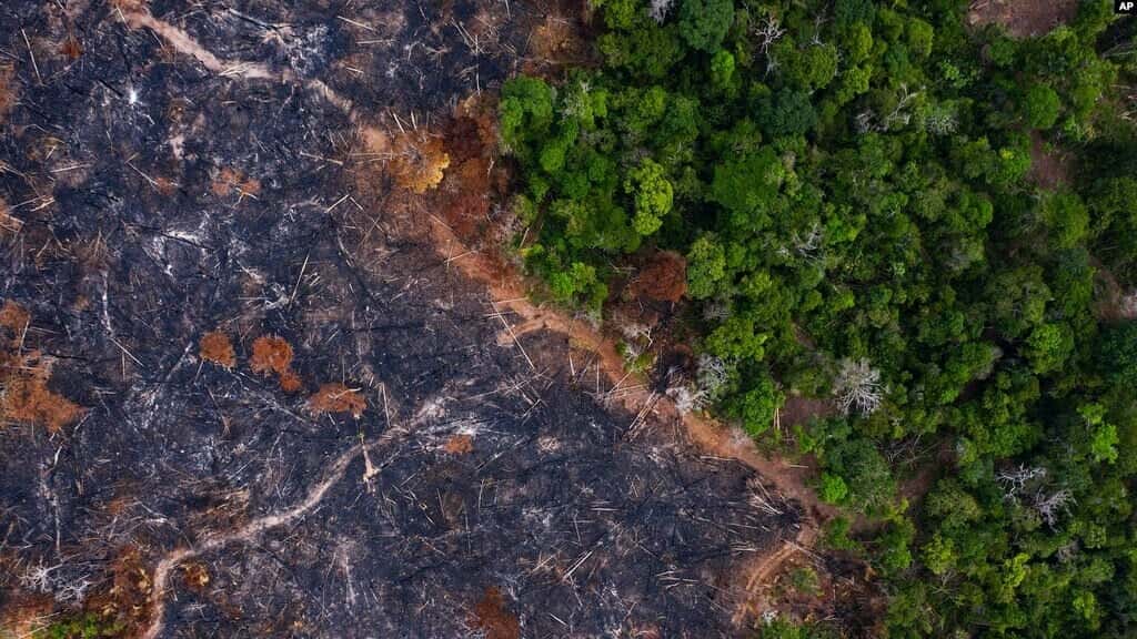 Amazonia ha perdido 10 % de su vegetación en 4 décadas