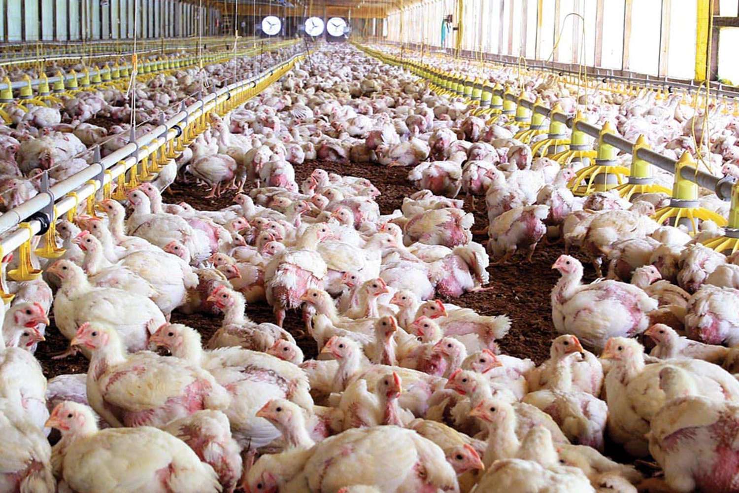 Economía destinó $3.200 millones para asistir a productores aviares