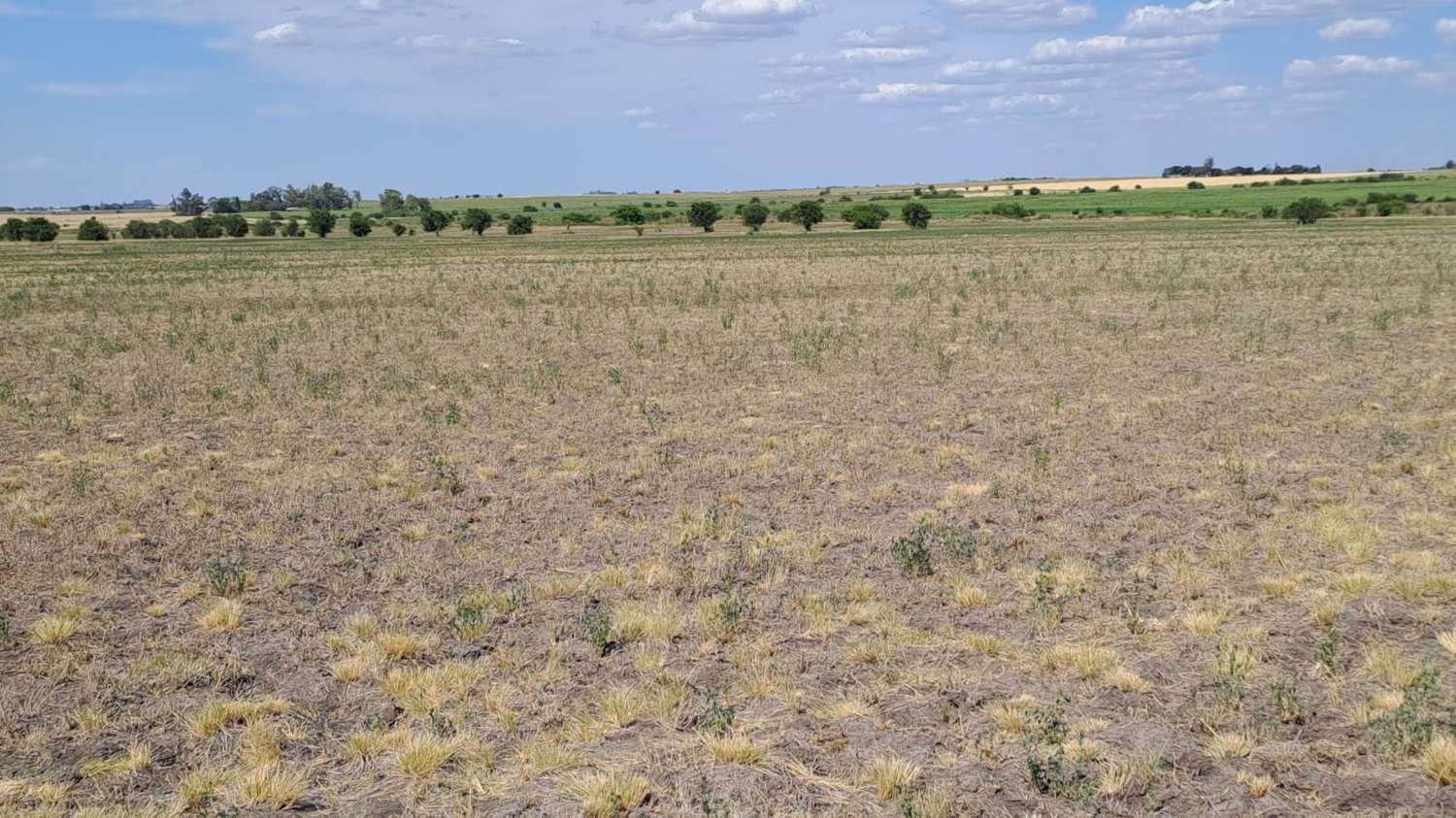 La Mesa de Enlace de Entre Ríos solicitará se declare el desastre agropecuario en la provincia