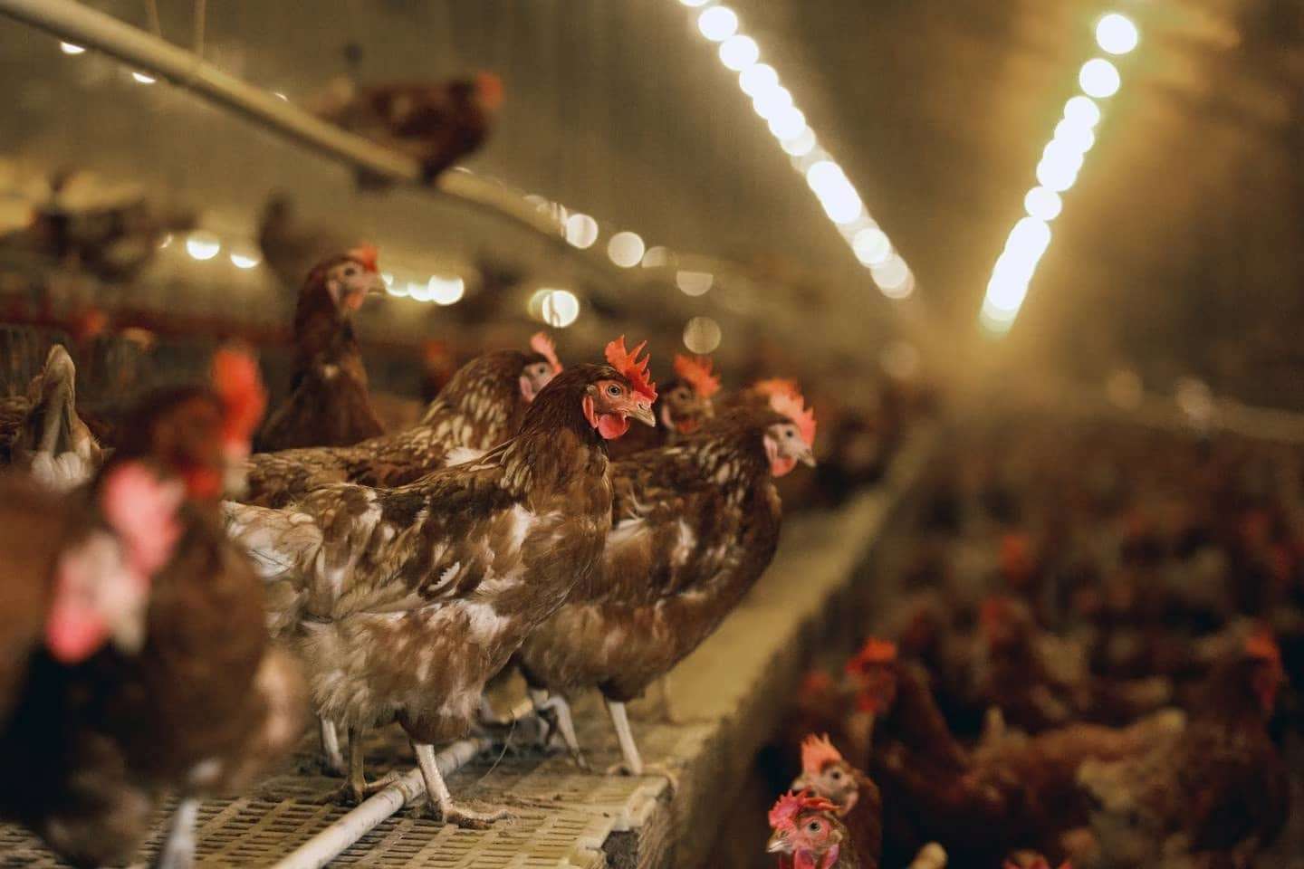 Gripe aviar: qué medidas podrá tomar el SENASA para evitar su propagación