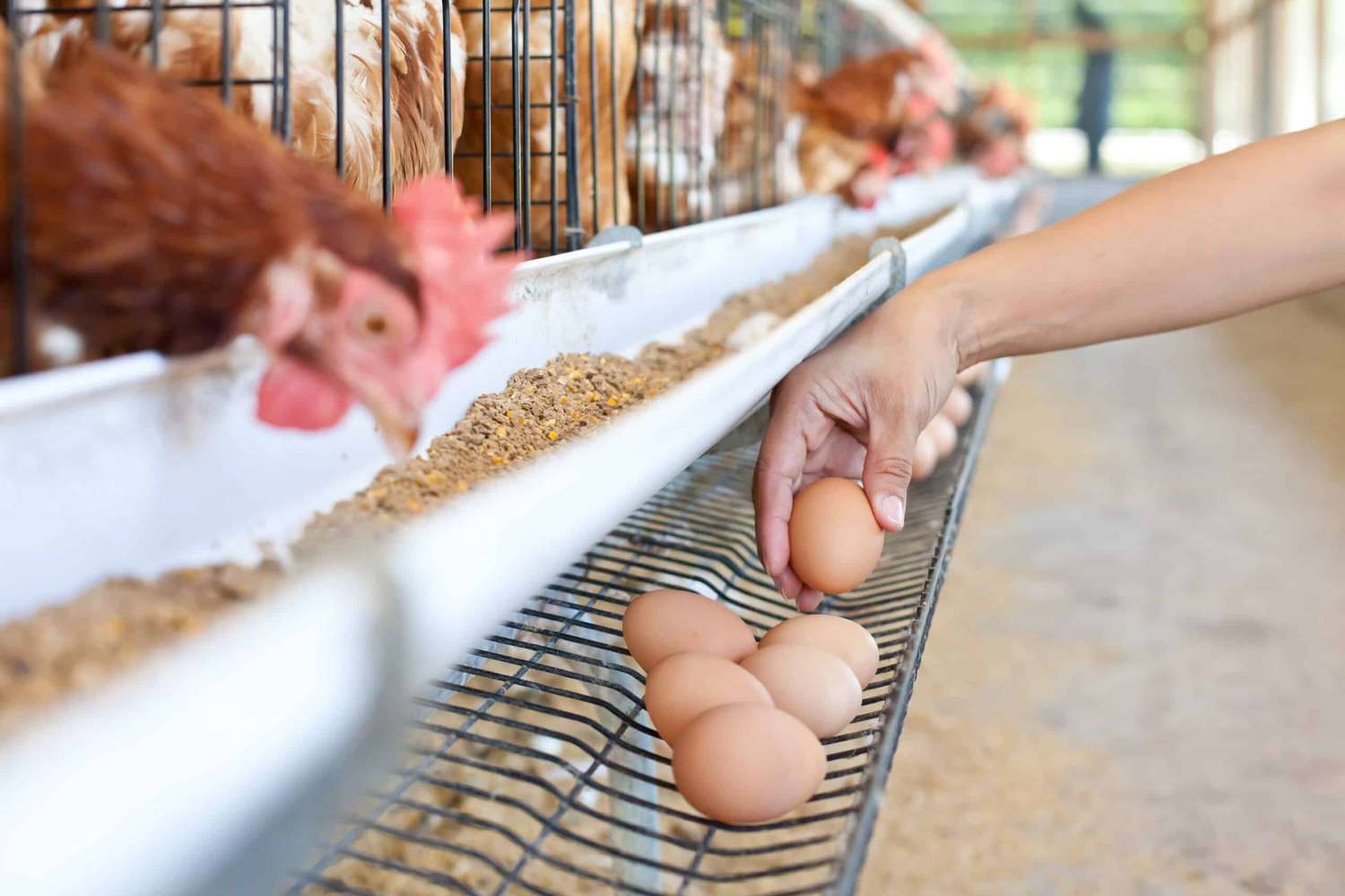 Productores de huevos extremaron las medidas de prevención y control por la gripe aviar