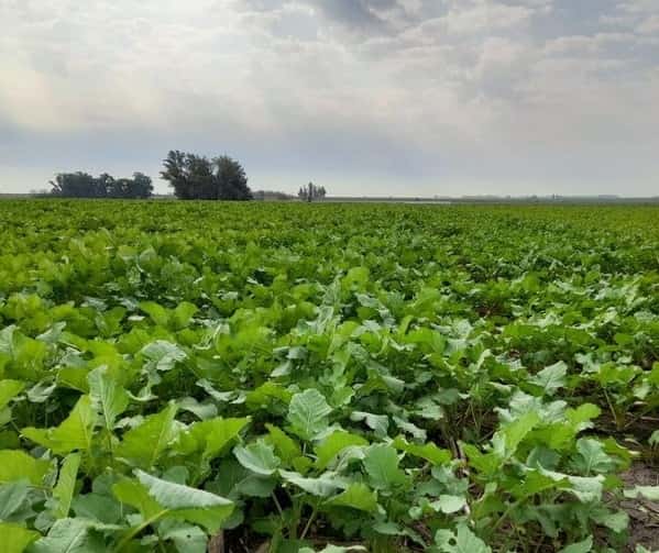 La Bolsa de Cereales de Entre Ríos indicó que “a pesar del alivio, la sequía aún se muestra dominante”