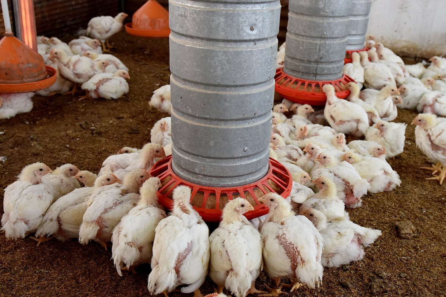 La Secretaría de Agricultura y Ganadería trabaja para contener el avance de la influenza aviar
