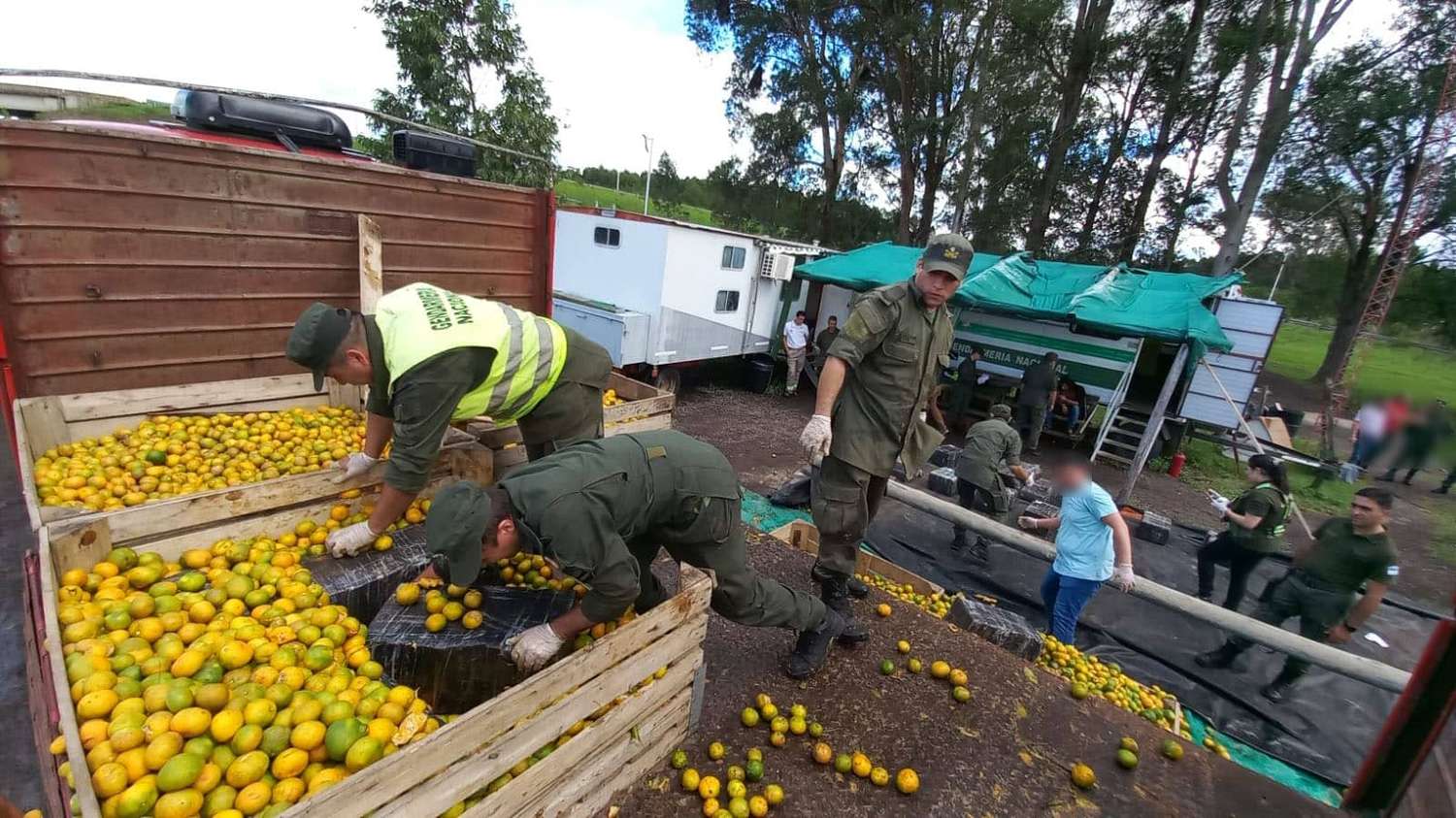 Camionero intentó huir con más de 1.800 kilos de marihuana ocultos en una carga de mandarinas